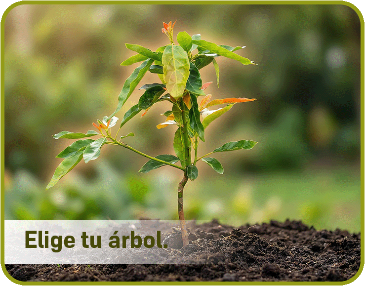 Paso 1: Elige tu árbol